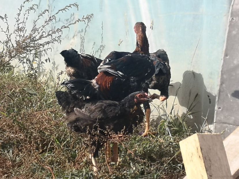  - Combatant malaez 2021-2022