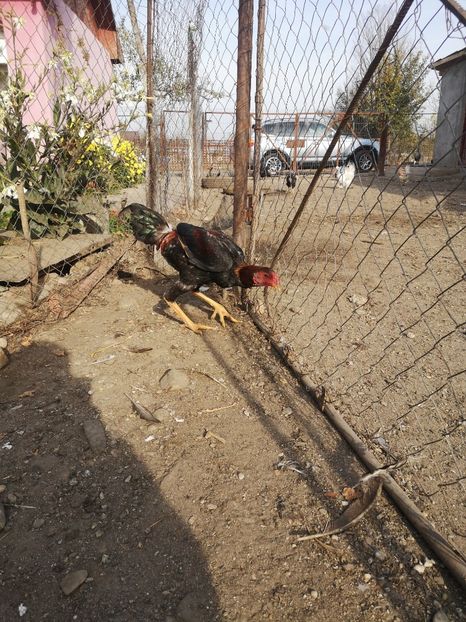  - Combatant malaez 2021-2022