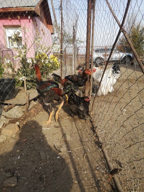  - Combatant malaez 2021-2022