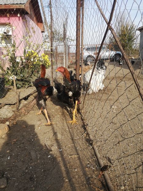  - Combatant malaez 2021-2022