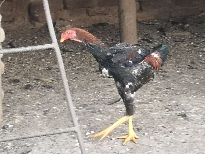  - Combatant malaez 2021-2022