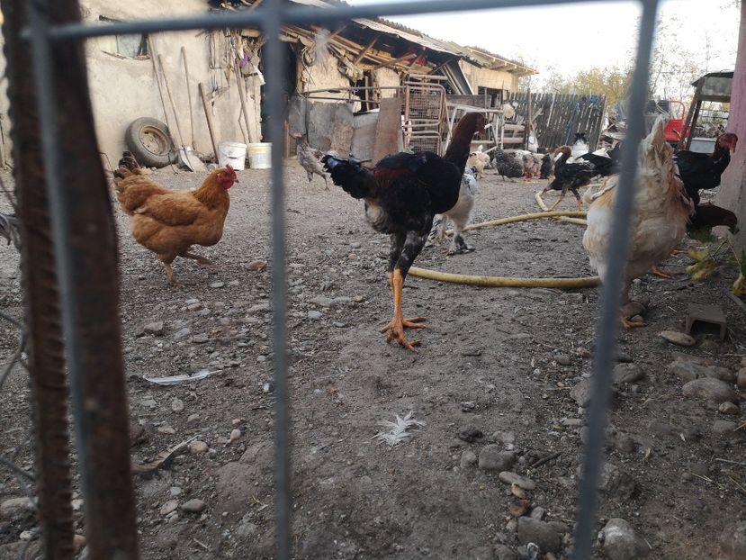  - Combatant malaez 2021-2022