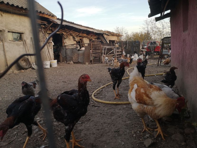  - Combatant malaez 2021-2022