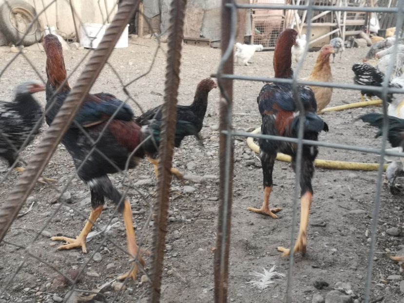  - Combatant malaez 2021-2022