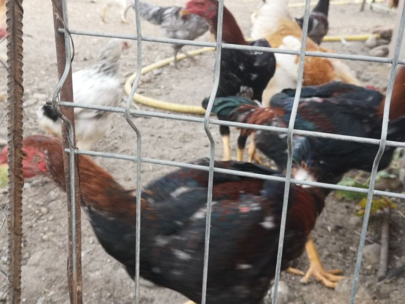  - Combatant malaez 2021-2022