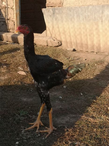  - Combatant malaez 2021-2022