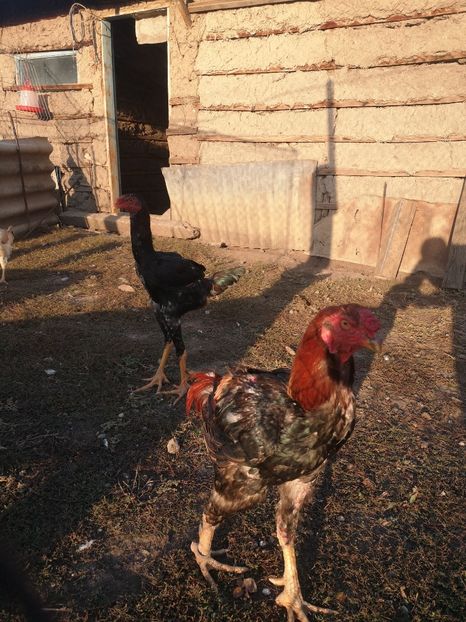  - Combatant malaez 2021-2022