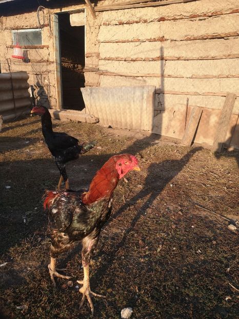  - Combatant malaez 2021-2022