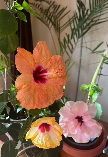 80116EBD-850E-4216-B921-684CEF402DB7 - Hibiscus