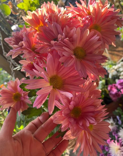 C80AB015-3512-43AE-9406-C3D93F44AF5A - Crizanteme 2022