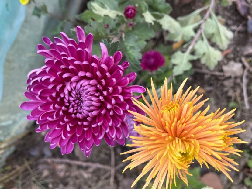 B80CF55A-51F1-41D1-AF4C-F57F972BF48B - Crizanteme 2022