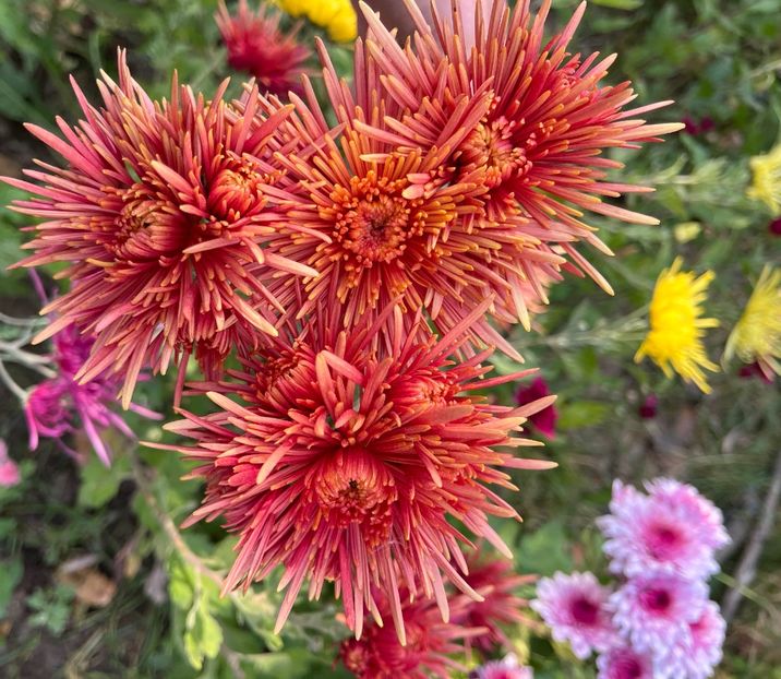 07B947A5-915C-4E42-8B2B-734BF85D05D5 - Crizanteme 2022