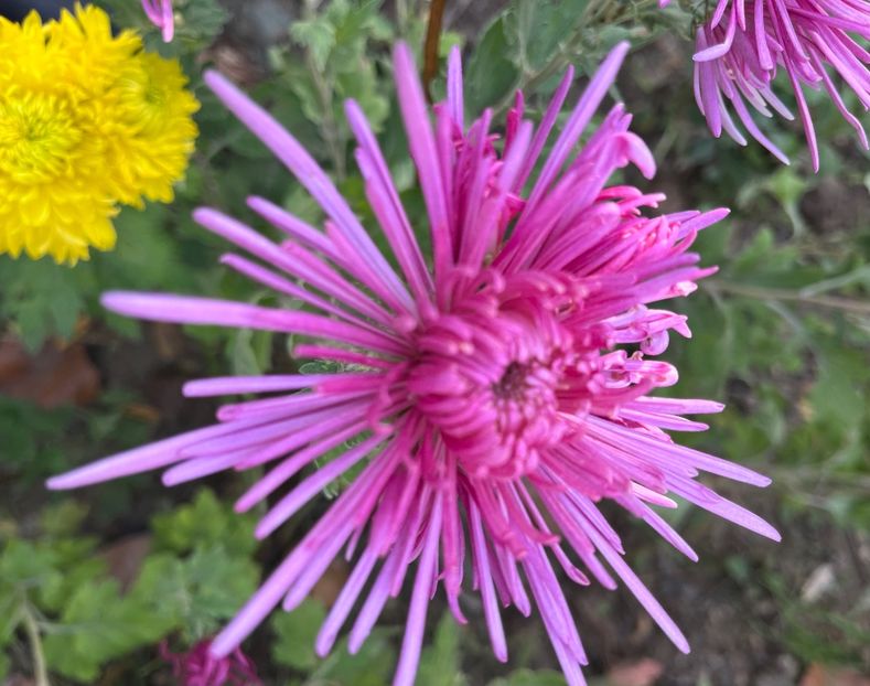 A69F288F-B2DB-4F9C-B8D1-0DF30FA0B77E - Crizanteme 2022