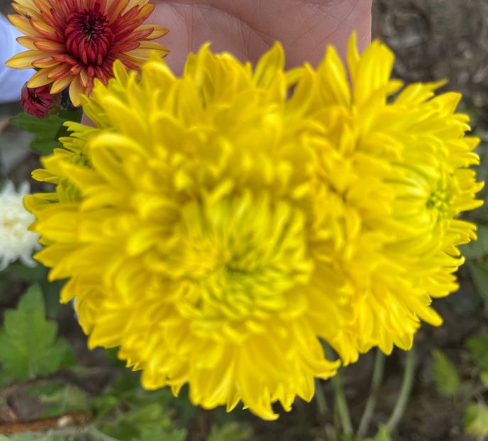 4CE75B02-93EA-47B6-B160-1E98566AB7B6 - Crizanteme 2022