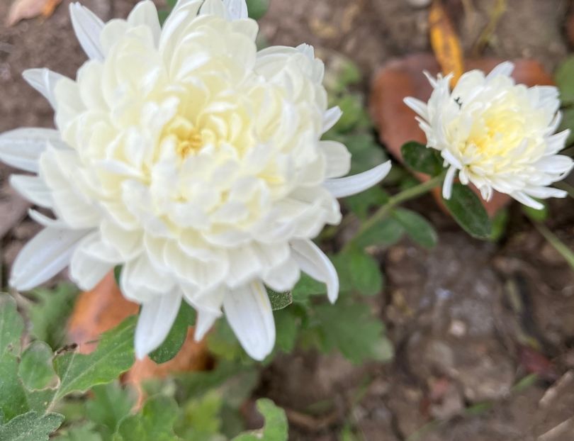 5555BCD0-2B8A-4387-9C21-6B66A013D698 - Crizanteme 2022