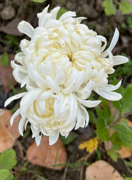 AFD007D2-444A-4157-BE0B-A9EA4647BD64 - Crizanteme 2022