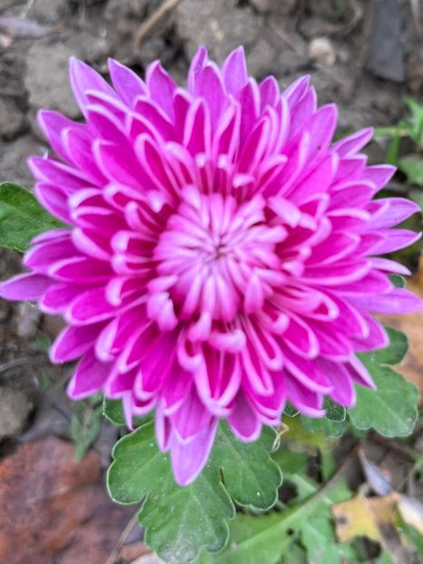 99B54A61-A34F-4AD0-B7C6-463D573BD884 - Crizanteme 2022