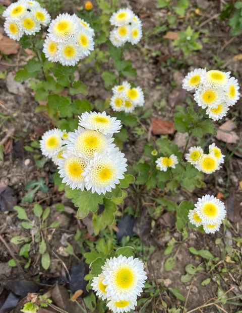 AA55624F-465A-4586-A270-E6B718AA56D1 - Crizanteme 2022