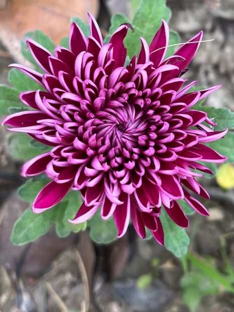 1ED5B81C-9ECC-4EB4-8B5A-2C34CD6C67D5 - Crizanteme 2022