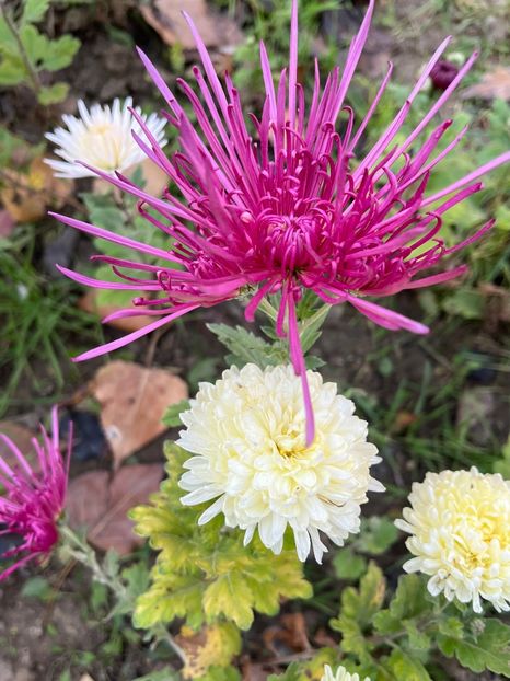 CDFAACC4-68E6-4432-8F59-0566C01A8BFC - Crizanteme 2022