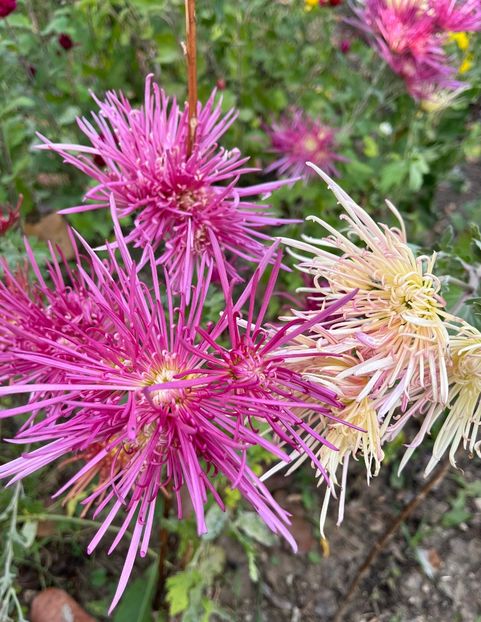 D4055C92-BE44-46FF-B10E-C5EC3F3CC708 - Crizanteme 2022