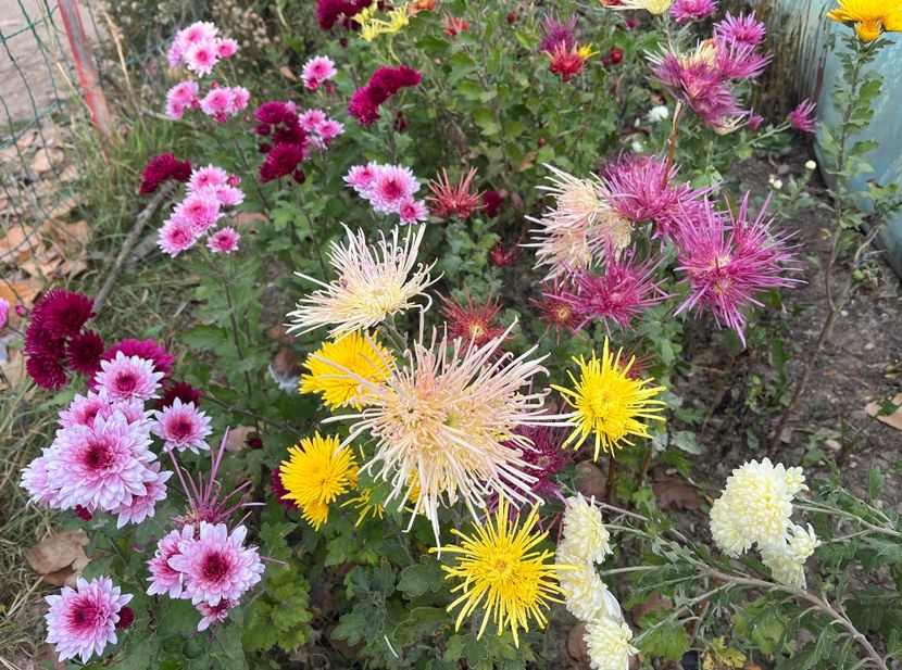 1E95D5D6-0EE2-4EA0-ABF5-69F6532264A3 - Crizanteme 2022