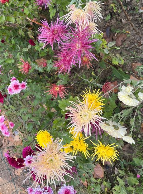 C076BDE7-D8DC-42ED-B802-24DEBD15065B - Crizanteme 2022