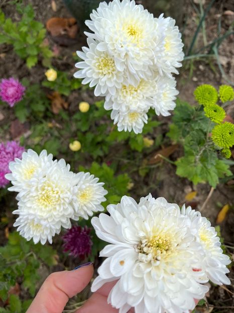 7854789C-1780-411A-A105-8C51703149BF - Crizanteme 2022