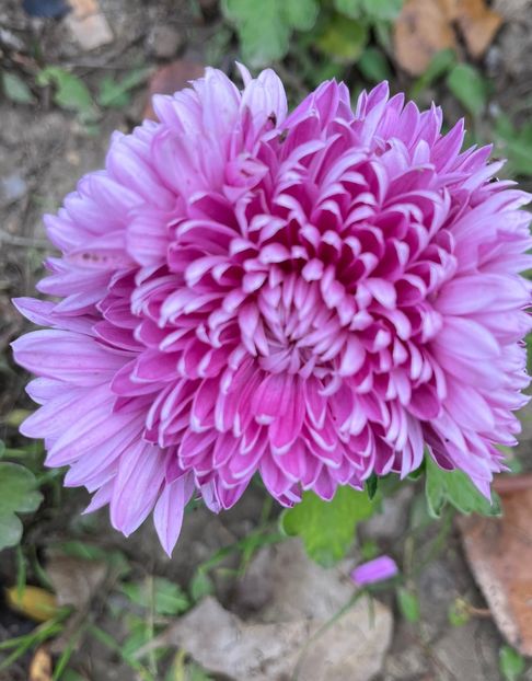 277E0F4C-9690-4447-94F7-BA751168BA6C - Crizanteme 2022