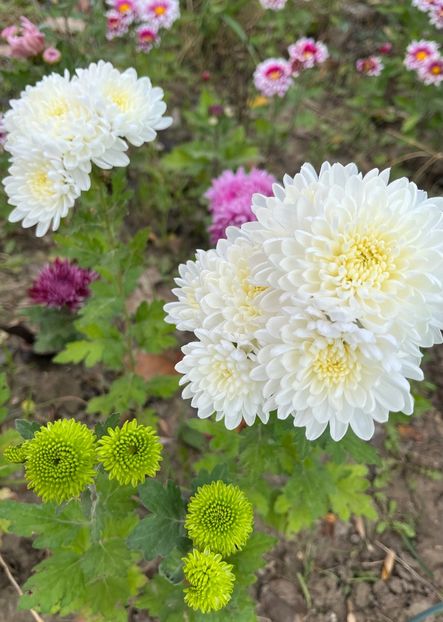 58A56BF0-C276-4120-BC2C-C94945D8A5E8 - Crizanteme 2022