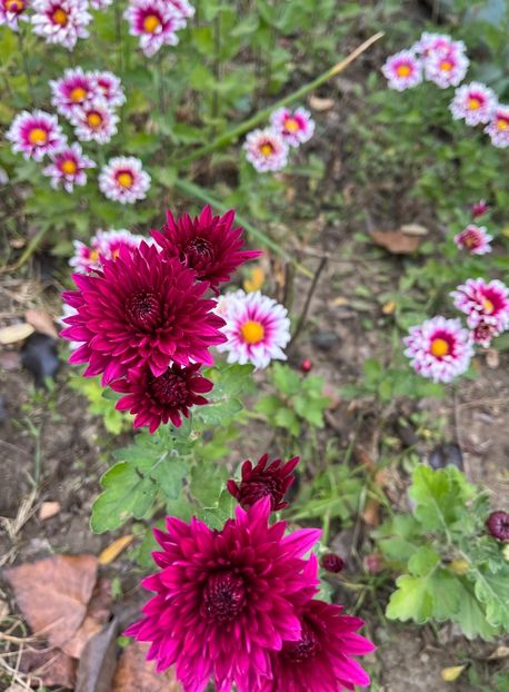 3ACB4221-50B9-411E-8CAF-3AFE9F52DECF - Crizanteme 2022