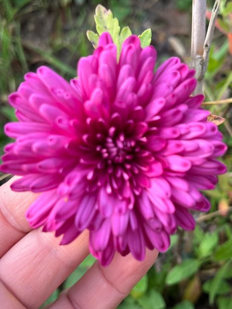 16769ABA-4302-4F83-8C4F-A380C3CD3A7A - Crizanteme 2022