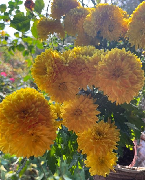 887B87F2-E917-4CBB-B5C5-6027EDA9A976 - Crizanteme 2022