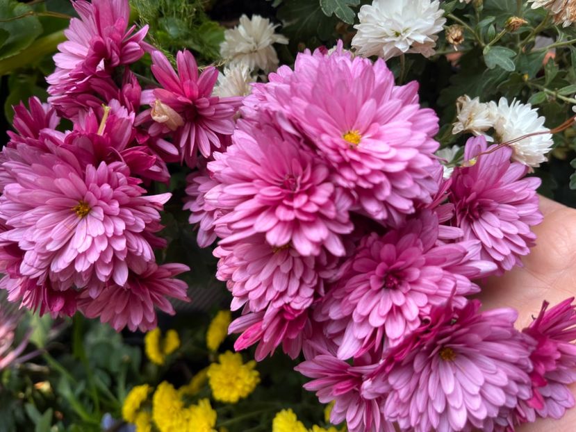 00B68CC7-0B2A-49C7-9763-A706A4FFD0B9 - Crizanteme 2022