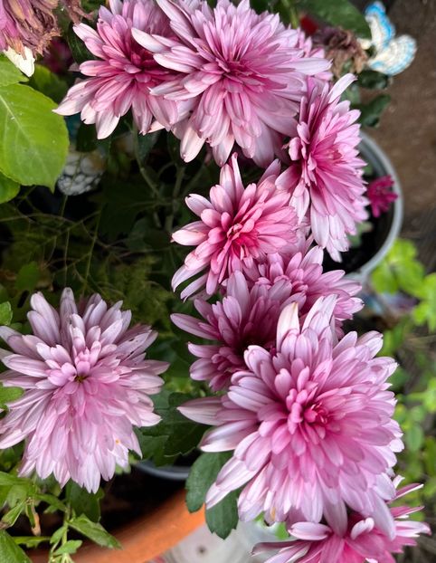 57C97F3E-6825-488E-A10A-E19B36190BCE - Crizanteme 2022