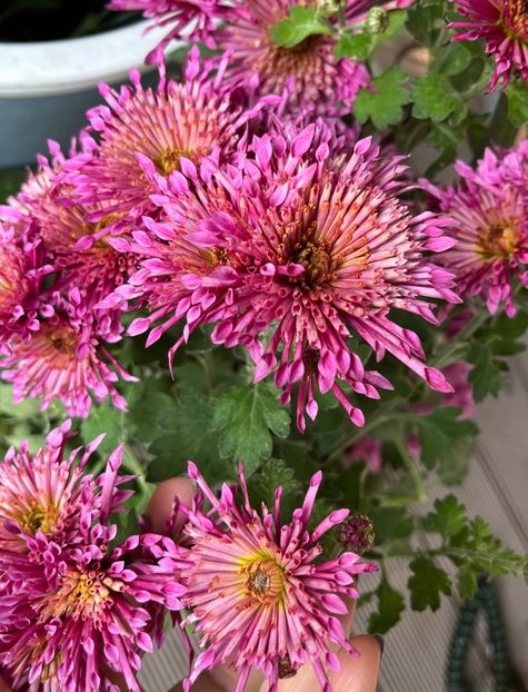 216C4199-4E17-4A66-A085-0CDE3A9EF0B8 - Crizanteme 2022