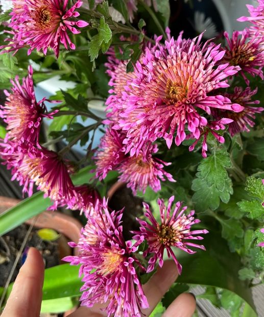 6A12C050-0E10-4779-9CA6-579D60BE4EDD - Crizanteme 2022