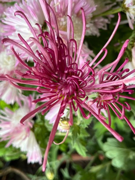 46BBBE24-C907-4BA9-B845-9CFEE3618E92 - Crizanteme 2022