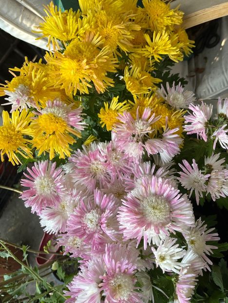 75E37A5D-F53E-44A3-9880-5F50F9E06D56 - Crizanteme 2022