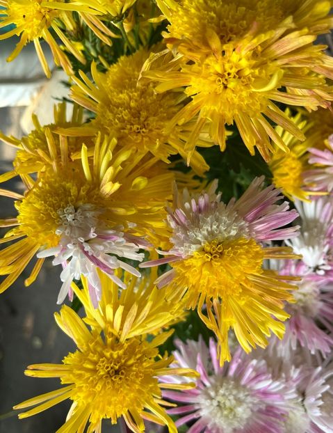 C5FF6C7B-0924-4CCE-9886-A11B07E58A35 - Crizanteme 2022