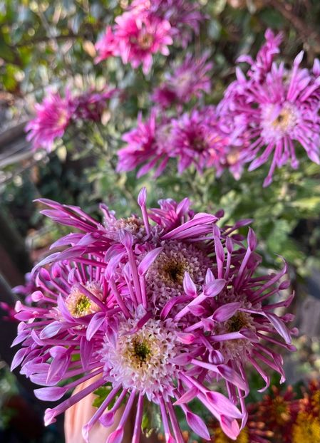 AEEB5EB0-75B7-4F9A-8342-5C2CC1E6F91D - Crizanteme 2022