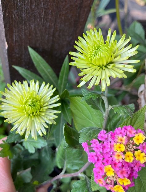 E2F54278-23F3-4541-985A-C81C26AD26DF - Crizanteme 2022