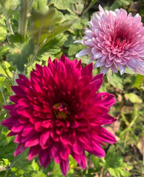 DFDB1EE6-84BF-4FA4-9BFD-241B9CB15DA5 - Crizanteme 2022