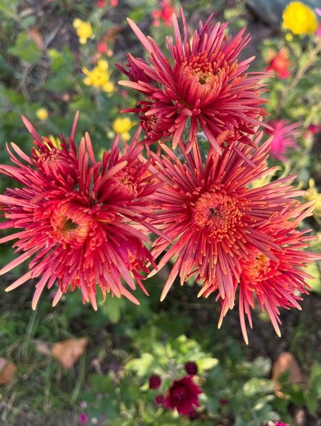 89FBA983-DCF9-4F71-A535-41E41D798FE4 - Crizanteme 2022