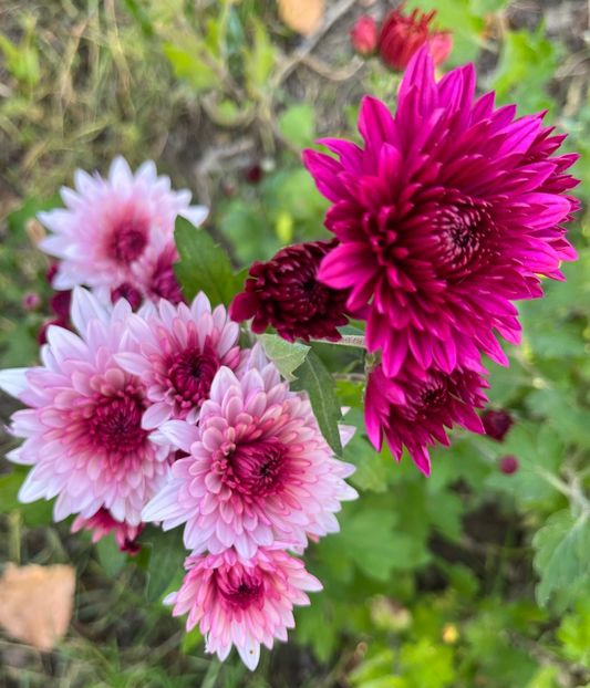 0CDEB366-5123-49AE-8D6E-D26CFCF0E914 - Crizanteme 2022