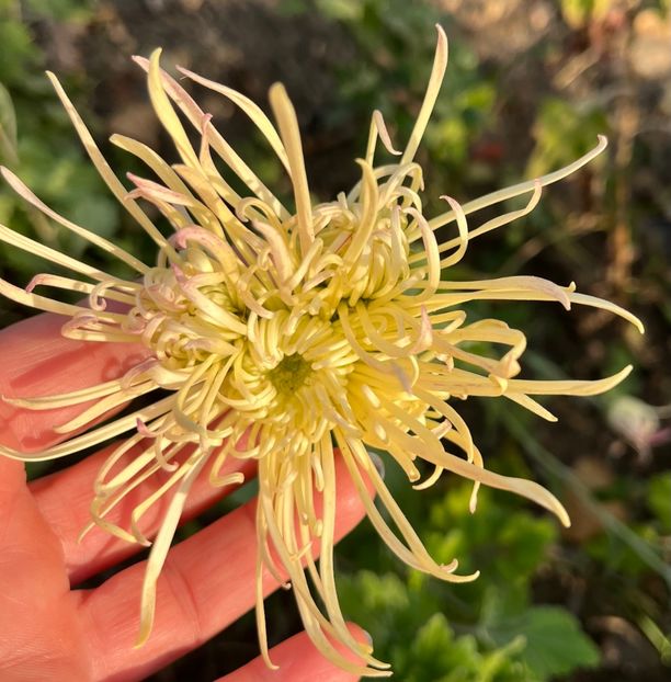 936F547E-A7C1-44DC-ADB5-704DB6B7B9E5 - Crizanteme 2022