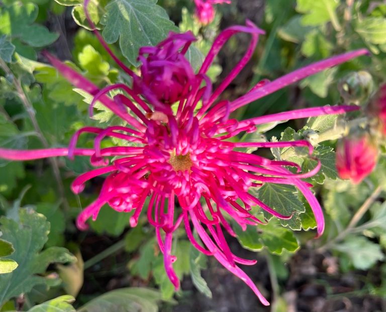 FB8E95FC-9B33-4784-9CFB-9C22A48B527C - Crizanteme 2022