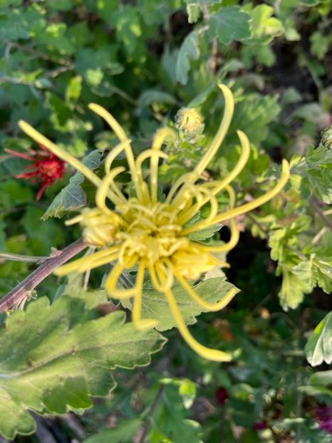 1377B571-C870-48FB-9488-6A7F72633395 - Crizanteme 2022