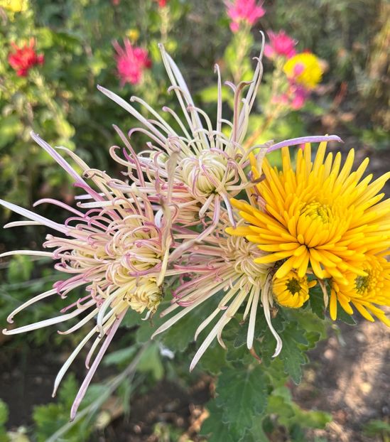 492C1272-8E1B-47B1-96A8-5D4AB5BD9B1C - Crizanteme 2022