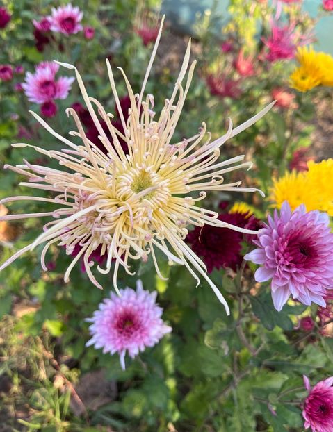 B1661F74-DB4E-466F-AF01-527B921C9922 - Crizanteme 2022